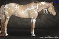 Horse Color:White Spotted Liver Chestnut Pearl Rabicano 