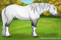 Horse Color:Silver Buckskin Chinchilla Roan 