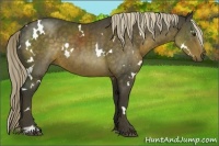 Horse Color:White Spotted Chocolate Palomino Sabino Rabicano