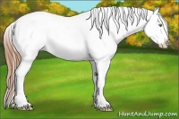 Horse Color:Amber Champagne Splash Appaloosa 