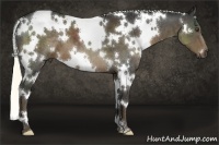 Horse Color:White Spotted Liver Chestnut 