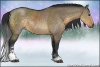 Horse Color:Buckskin Dun Sabino 