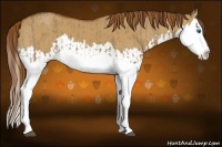 Horse Color:Red Dun Splash and Red Dun Splash