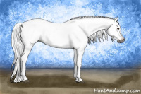 Horse Color:Gray Liver Chestnut Appaloosa