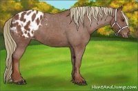 Horse Color:Chestnut Appaloosa