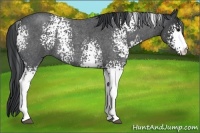 Horse Color:White Spotted Blue Roan 