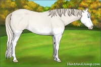 Horse Color:Perlino Roan Splash Rabicano 