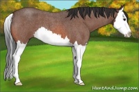 Horse Color:Bay Roan Splash 