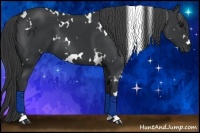 Horse Color:White Spotted Black