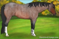 Horse Color:Bay Roan 