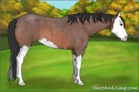 Horse Color:Bay Roan Splash 