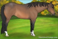 Horse Color:Buckskin Roan 