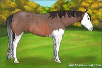 Horse Color:Bay Roan Splash
