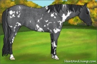 Horse Color:White Spotted Blue Roan 
