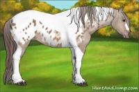 Horse Color:Bay Dun Tobiano Appaloosa 