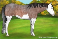 Horse Color:Bay Roan Splash 