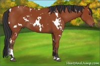 Horse Color:White Spotted Bay 