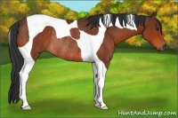 Horse Color:Bay Tobiano Rabicano