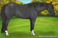Horse Color:Smoky Blue Roan
