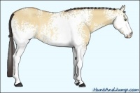 Horse Color:White Spotted Amber Champagne Roan Dun Rabicano 