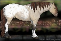 Horse Color:Brown Roan Dun Tobiano Appaloosa