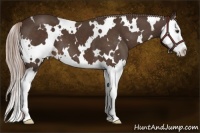 Horse Color:White Spotted Liver Chestnut Splash 