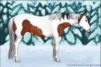 Horse Color:Bay Splash Tobiano 
