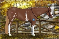 Horse Color:White Spotted Chestnut 