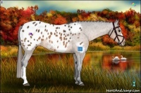 Horse Color:Buckskin Appaloosa 