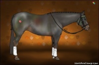 Horse Color:Liver Chestnut Rabicano 