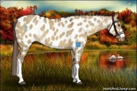 Horse Color:Liver Red Dun Appaloosa 