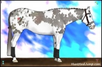 Horse Color:White Spotted Liver Chestnut Splash Appaloosa 