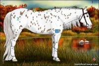 Horse Color:Chocolate Palomino Near Leopard