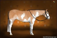Horse Color:Buckskin Splash Rabicano 