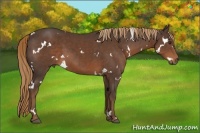 Horse Color:White Spotted Liver Chestnut 