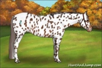 Horse Color:Liver Chestnut Near Leopard 
