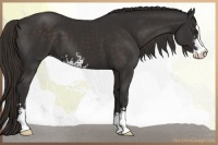 Horse Color:Liver Chestnut Sabino 