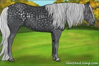 Horse Color:Silver Black Chinchilla 
