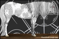 Horse Color:White Spotted Silver Grullo Chinchilla 