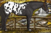 Horse Color:Liver Chestnut Near Leopard 