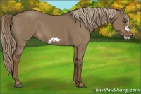 Horse Color:Liver Red Dun Frame 