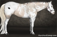 Horse Color:White Spotted Liver Chestnut Pearl Splash Snowcap