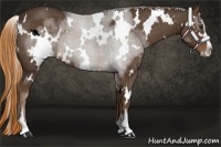 Horse Color:White Spotted Liver Chestnut Sabino