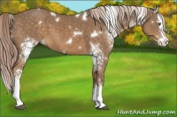 Horse Color:White Spotted Chocolate Palomino Splash