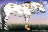 Horse Color:Bay Dun Sabino Frame