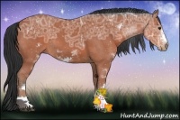Horse Color:Bay Ice Sabino Frame Rabicano 