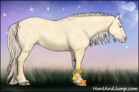 Horse Color:Gold Cream Champagne Ice Dun Sabino Rabicano 