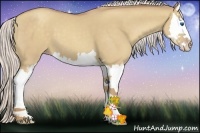 Horse Color:Silver Classic Champagne Dun Sabino Splash