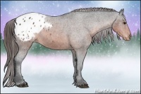 Horse Color:Brown Appaloosa