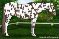 Horse Color:Liver Chestnut Appaloosa